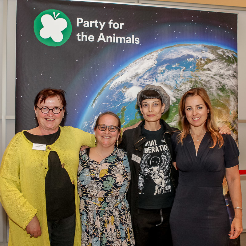 Victory for Turkish animal rights movement Istanbul bans horsedrawn