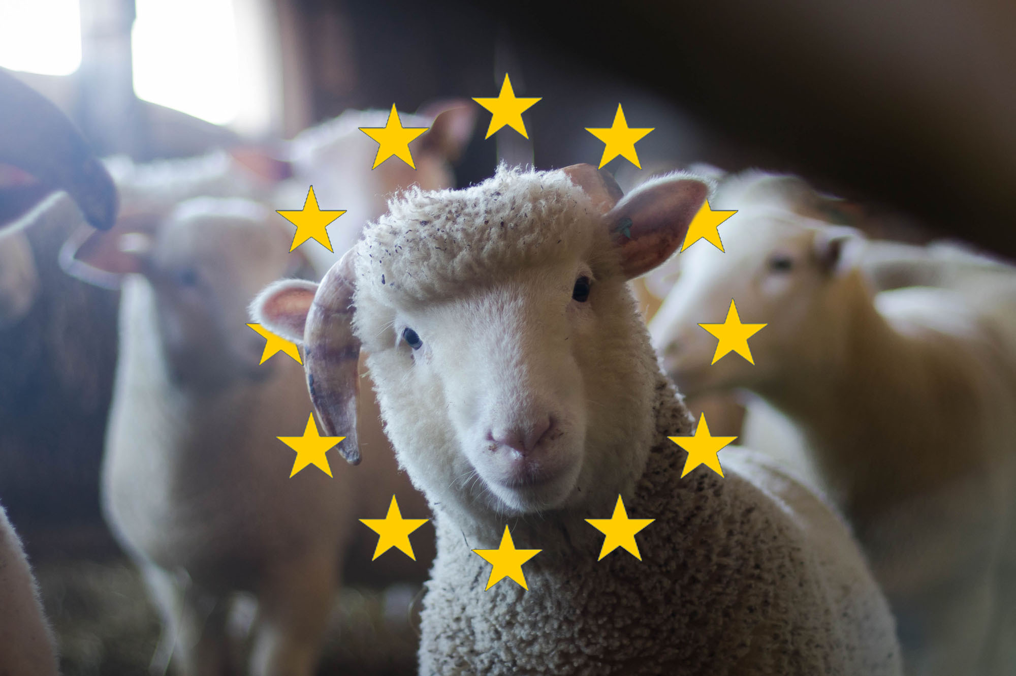 Call to citizens worldwide to share their views and help improve the European Animal Welfare