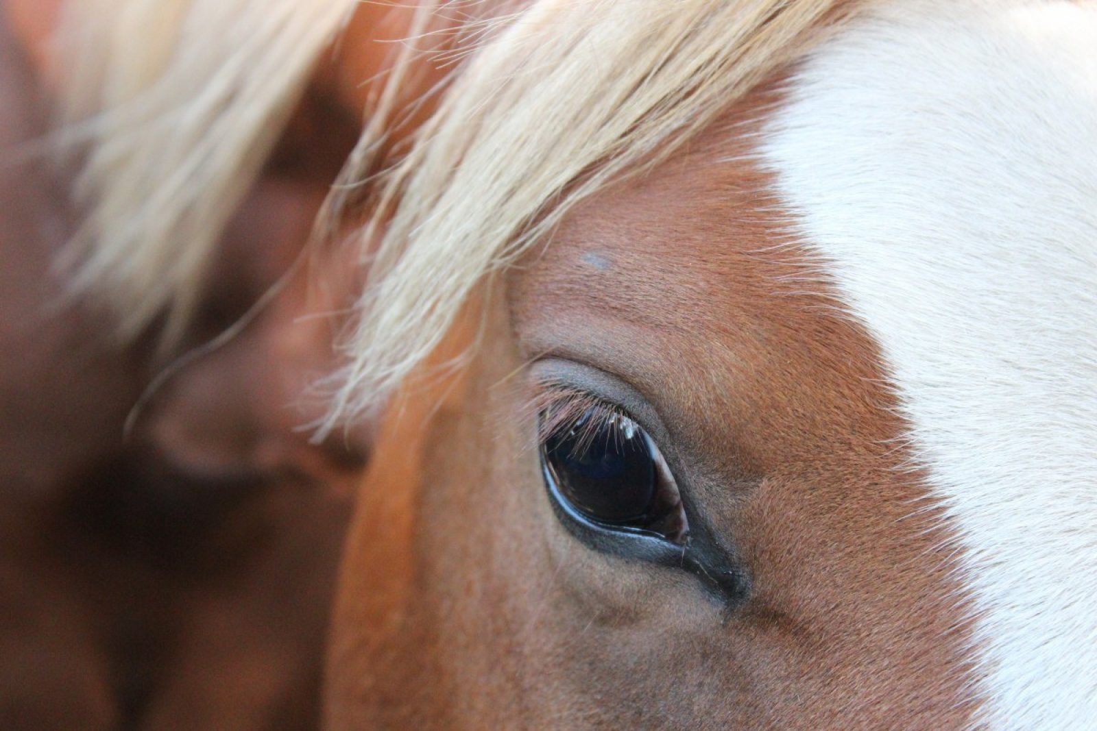 Став лошадка. Глаз лошади. Светло коричневая лошадь. Голубоглазая лошадь. Глаза жеребенка.