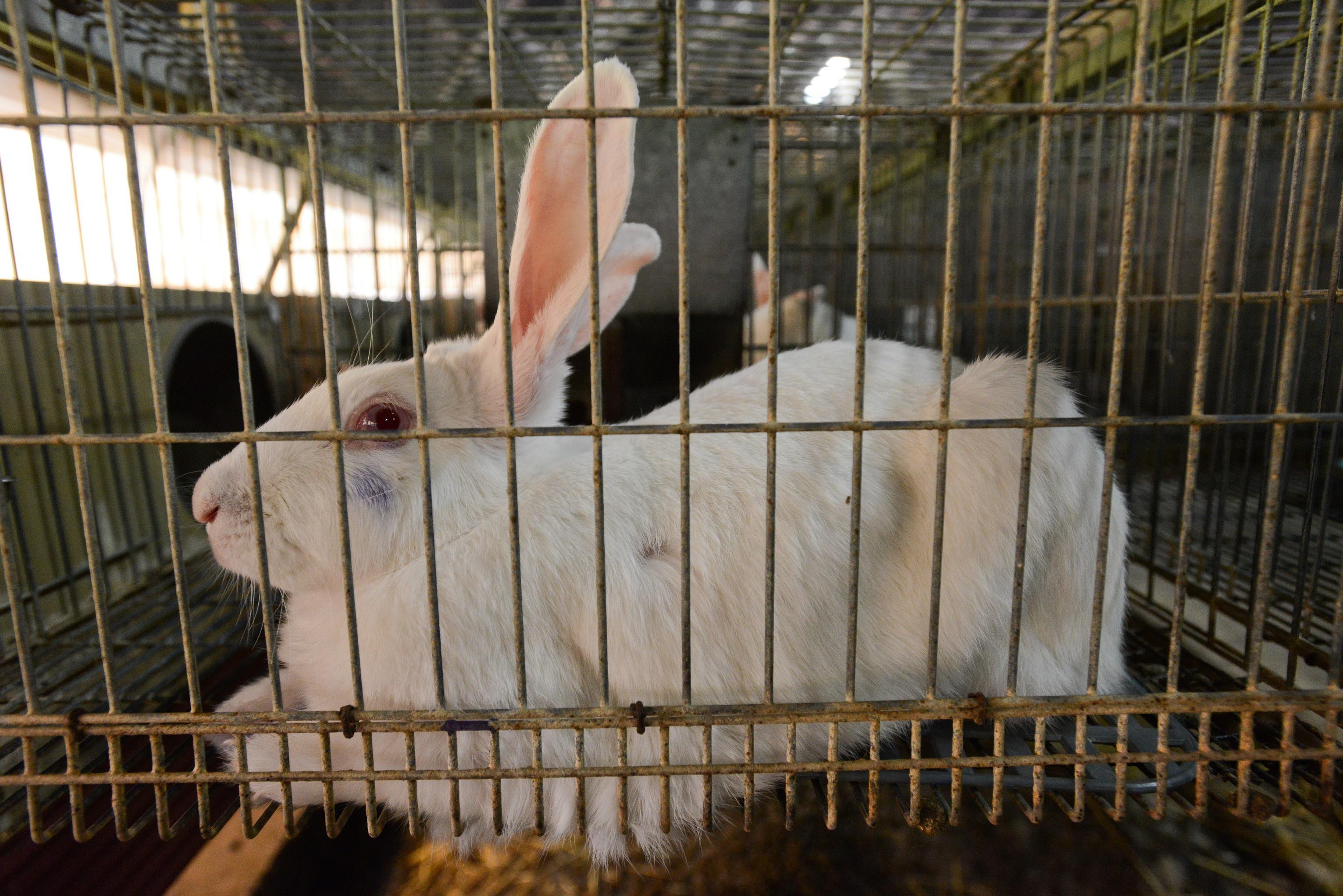 EU ban on keeping animals in cages in sight Party for the Animals calls on citizens to pressure