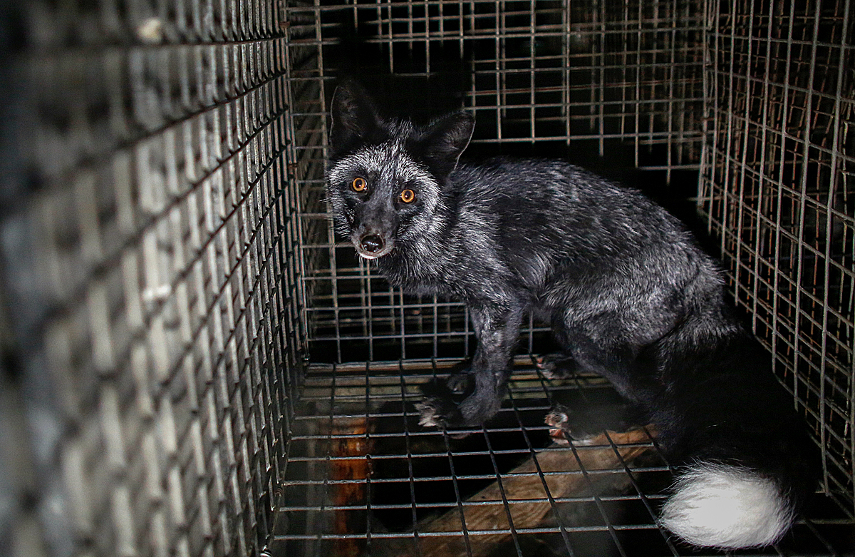 Party for the Animals wants a sustainable and cruelty free clothing